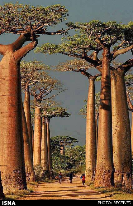درختان عجیب ماداگاسکار/عکس