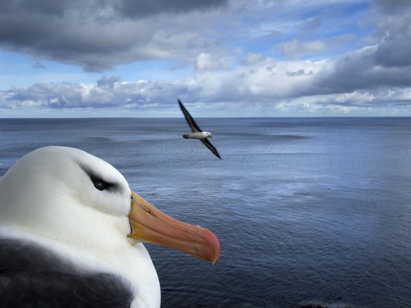 albatross-nest-ocean_42013_600x450