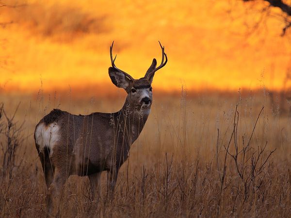 deer-sunset-black-hills-national-forest_42000_600x450