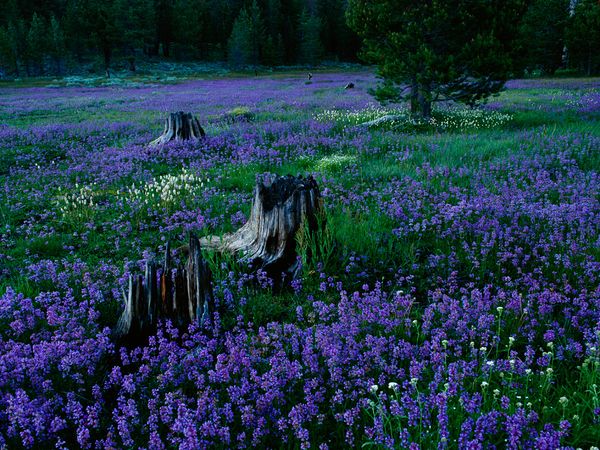 penstemons-tahoe-national-forest_42007_600x450