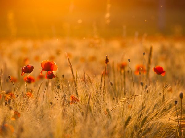 poppy-flowers-field-sunset_42017_600x450