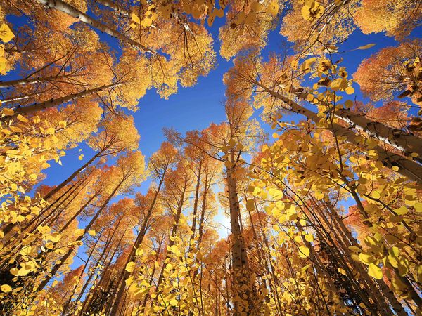 yellow-fall-trees_42012_600x450