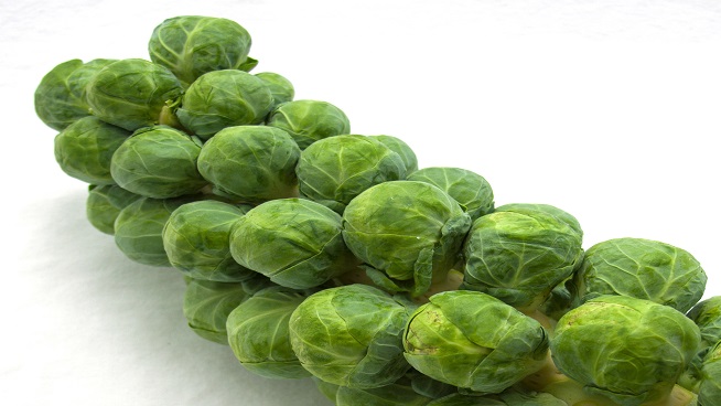 Stalk of brussels sprouts