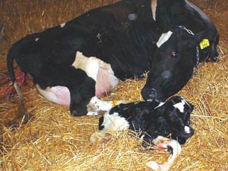 ten_practical_advice_for_success_in_rearing_calves