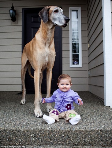 سگ هایی که از صاحبانشان بزرگتر هستند (عکس)