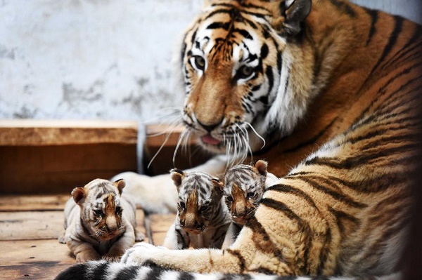 May 6, 2015 - Harbin, China -  Siberian tiger cubs stay beside their mother at the Siberian Tiger Park in northeast China's Heilongjiang Province. A total of 20 Siberian tiger cubs, one of the world's most endangered animals, were born in 2015 at the tiger park. China established the Siberian Tiger Park in 1986 with only eight Siberian tigers. Currently, there are more than 1,000 Siberian tigers at the park, all of which have undergone DNA tests to prevent ''intermarriage'' among them. (Credit Image: © Wang Jianwei/Xinhua/ZUMA Wire)