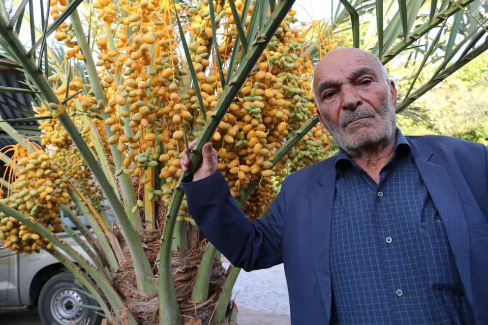 درختی جنوبی در شمال استان کرمان به بار نشست02
